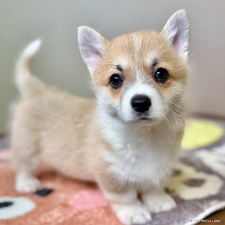 ブリーダー画像