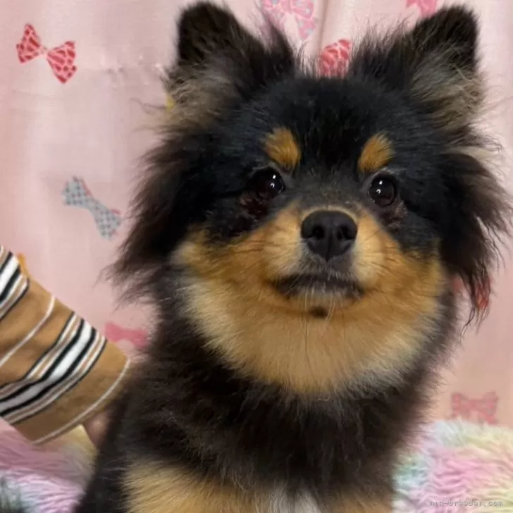 ポメラニアン【三重県・男の子・2025年5月29日・ブラック&amp;タン】の写真1