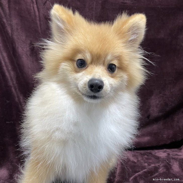 ブリーダー画像