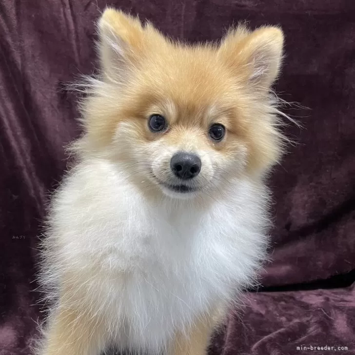 ポメラニアン【三重県・男の子・2025年5月10日・オレンジセーブル】の写真1