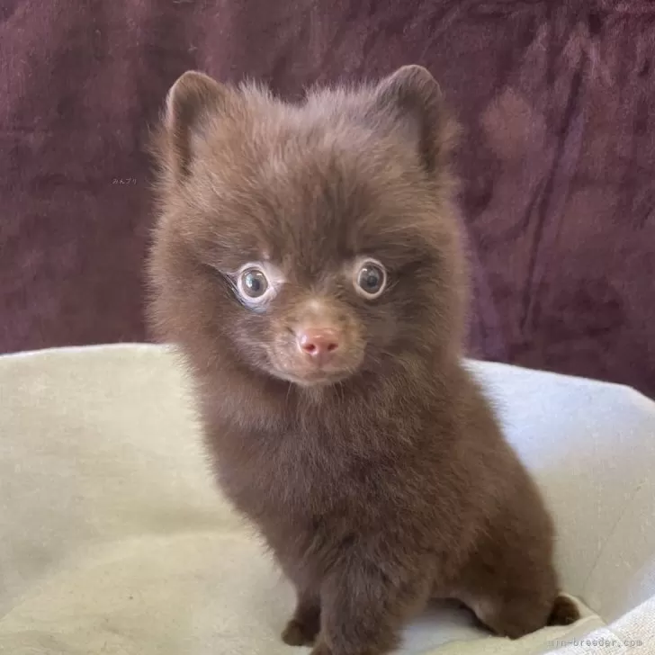 ポメラニアン【三重県・男の子・2025年7月20日・チョコレート】の写真1