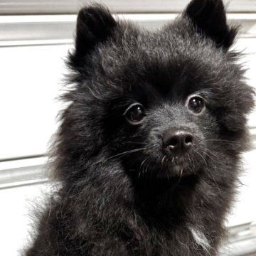 ポメラニアン【三重県・男の子・2025年7月24日・ブラック】の写真「クリスマス特典開催中‼️」