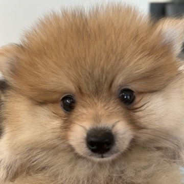 ポメラニアン【三重県・男の子・2025年8月6日・オレンジ】の写真「可愛いお顔の男の子♂」
