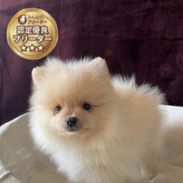 ポメラニアン【三重県・男の子・2025年6月26日・クリーム】の写真「可愛いお顔の男の子♂」