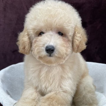 トイプードル(トイ)【三重県・男の子・2025年8月16日・アプリコット】の写真「可愛いお顔の男の子♂」