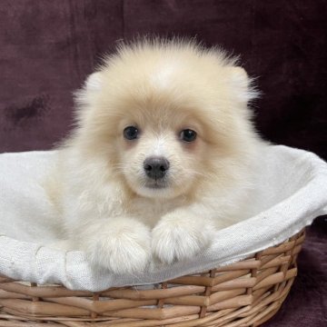 ポメラニアン【三重県・男の子・2025年8月21日・クリーム】の写真「クリスマス特典開催中‼️」