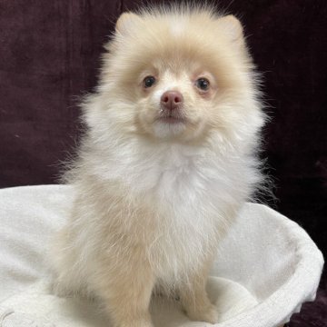 ポメラニアン【三重県・男の子・2025年8月21日・クリーム】の写真「クリスマス特典開催中‼️」
