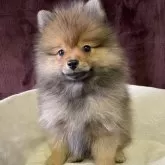 ポメラニアン