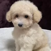トイプードル(トイ)