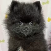 ポメラニアン