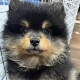 ポメラニアン