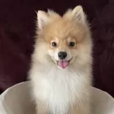ポメラニアン