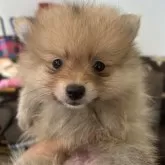 ポメラニアン