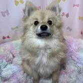 ポメラニアン