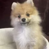ポメラニアン