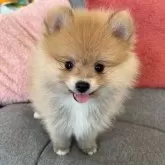 ポメラニアン
