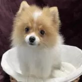 ポメラニアン