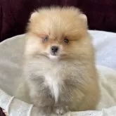 ポメラニアン