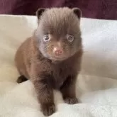ポメラニアン