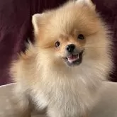 ポメラニアン