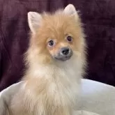 ポメラニアン