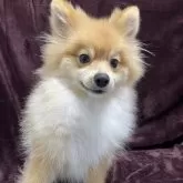 ポメラニアン【三重県・男の子・2025年5月10日・オレンジセーブル】の写真2