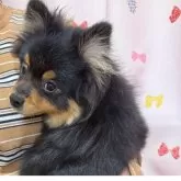 ポメラニアン【三重県・男の子・2025年5月29日・ブラック&タン】の写真3