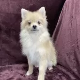 ポメラニアン【三重県・男の子・2025年5月29日・オレンジ】の写真6