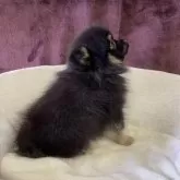 ポメラニアン【三重県・男の子・2025年7月14日・ブラック&タン】の写真6