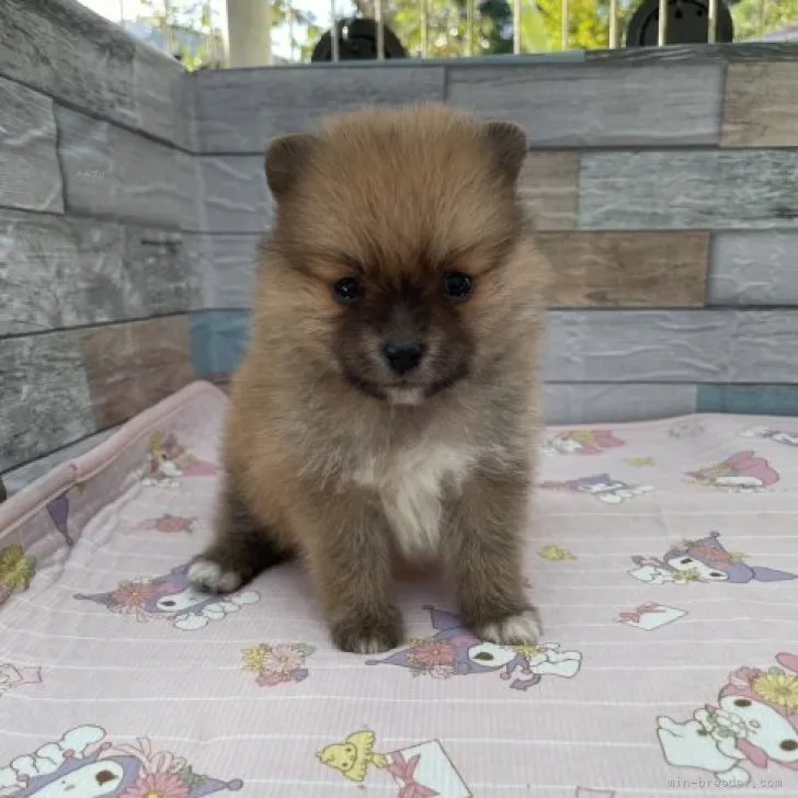 ID：2309-05817の子犬