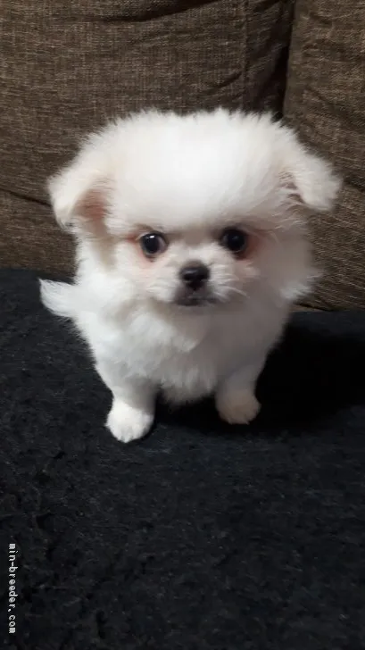 ID：1906-02187の子犬
