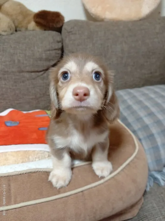 ID：2010-03200の子犬