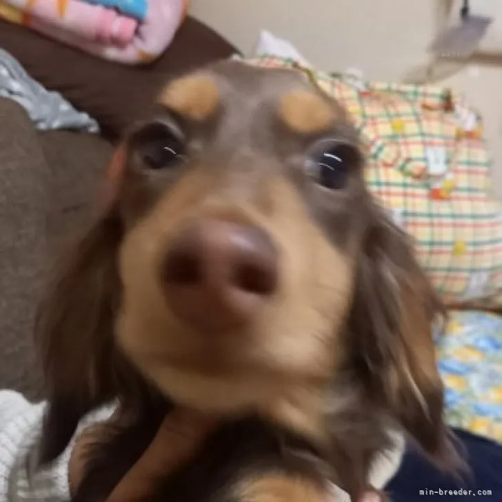 ID：2308-06819の子犬