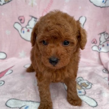 トイプードル(トイ)【三重県・男の子・2023年10月18日・レッド】の写真「可愛いお顔の男の子♂」