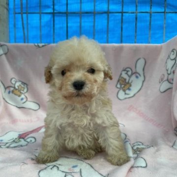 トイプードル(トイ)【三重県・女の子・2023年9月27日・クリーム】の写真「可愛いお顔の女の子♀」