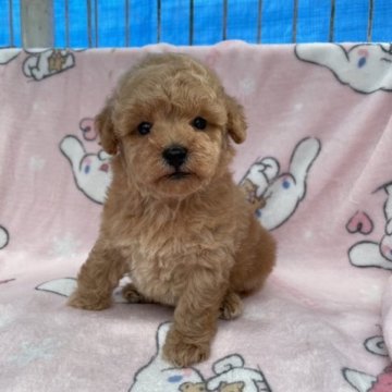 トイプードル(トイ)【三重県・男の子・2023年10月18日・アプリコット】の写真「可愛いお顔の男の子♂」