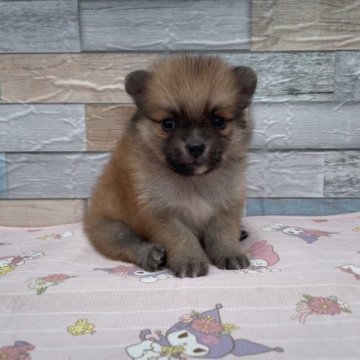 ポメラニアン【三重県・女の子・2023年8月8日・オレンジセーブル】の写真「可愛いお顔の女の子♀」