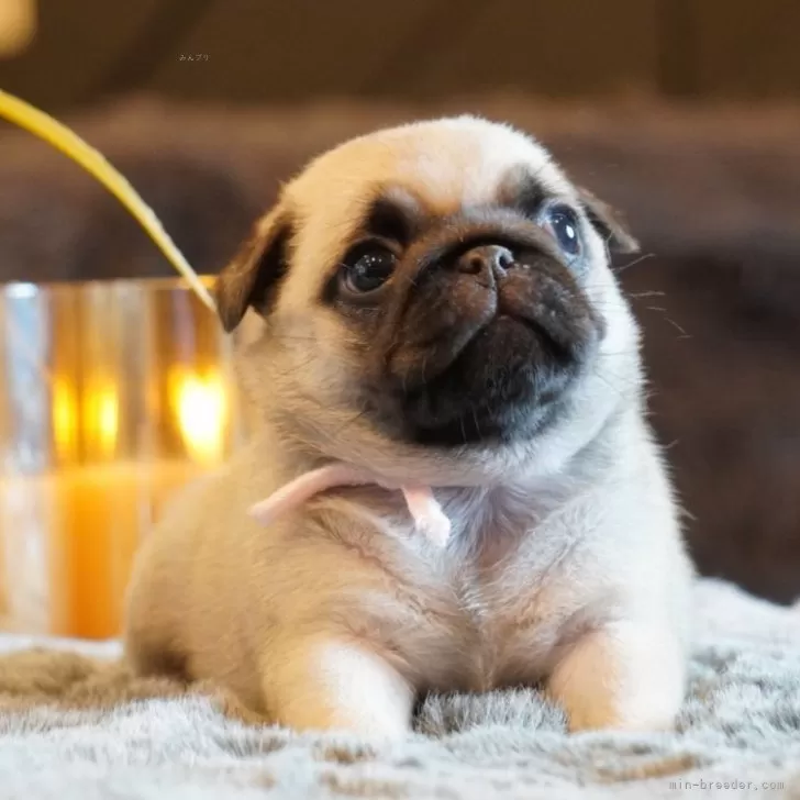 ID:2507-04905の子犬