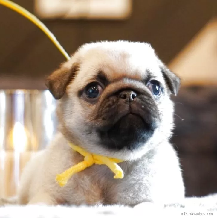 ID：2507-04917の子犬