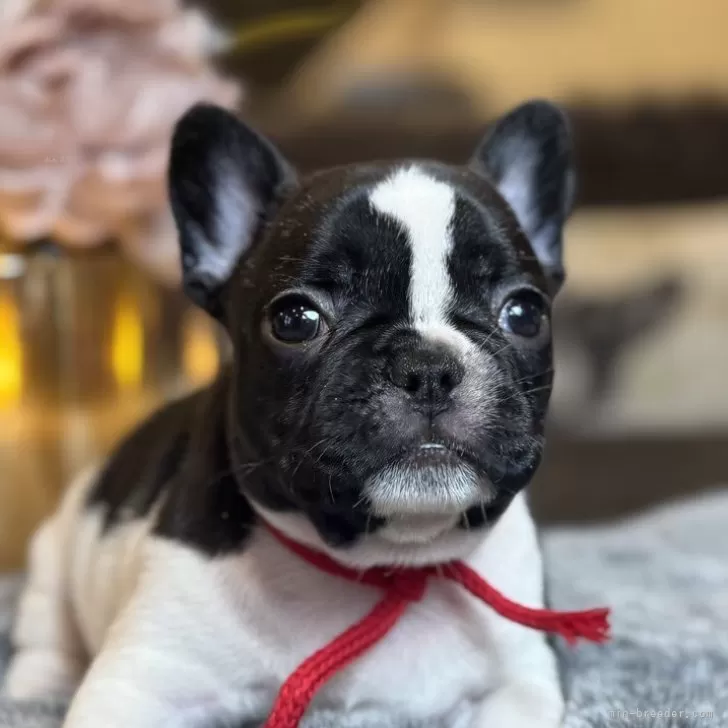 ID：2510-05402の子犬