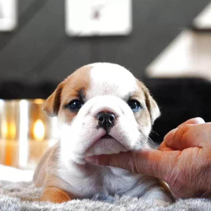 T.H 様のお迎えした子犬