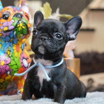 フレンチブルドッグ【岐阜県・女の子・2025年9月30日・ブリンドル】の写真「かわいい💕女の子❤️」