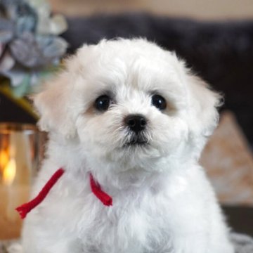 ビションフリーゼ【岐阜県・男の子・2025年6月22日・白】の写真「ふわふわもこもこかわいい💕男の子」
