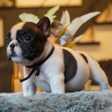 フレンチブルドッグ【岐阜県・男の子・2025年9月19日・パイド】の写真「かっこいい😎男の子」