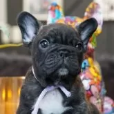 フレンチブルドッグ