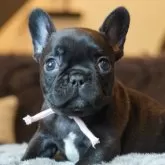 フレンチブルドッグ