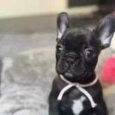 フレンチブルドッグ