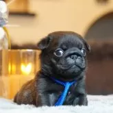 パグ
