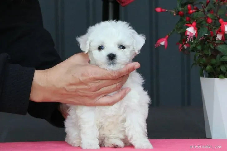 ID：2003-03327の子犬