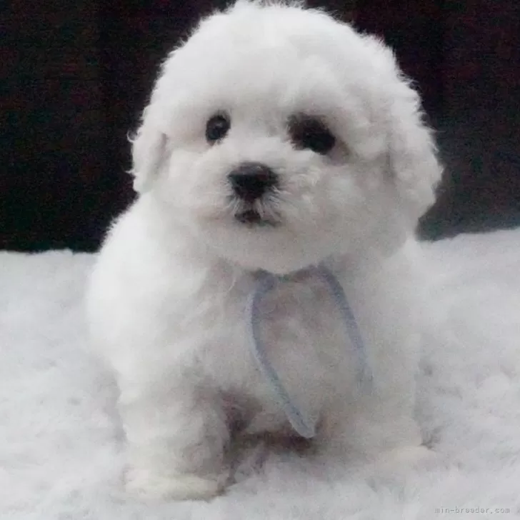 ミイ 様のお迎えした子犬